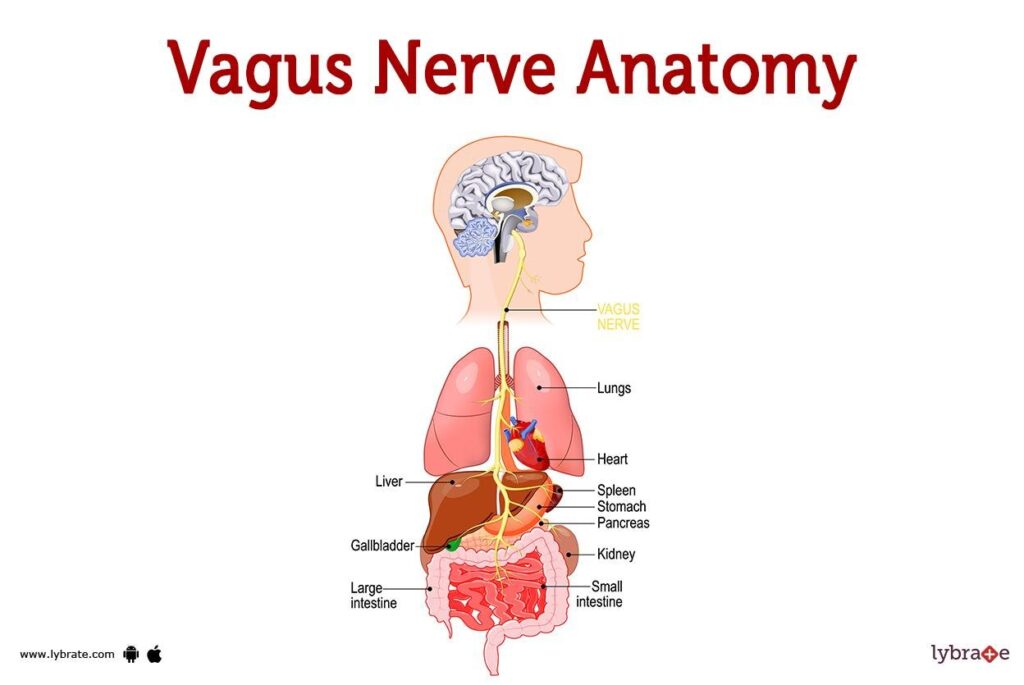 Vagusnerven